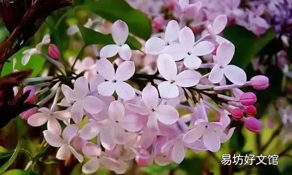 丁香花的唯美十首詩 十首丁香花的優(yōu)美古詩詞賞析