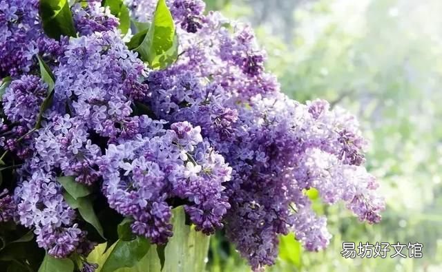 丁香花的唯美十首詩 十首丁香花的優(yōu)美古詩詞賞析