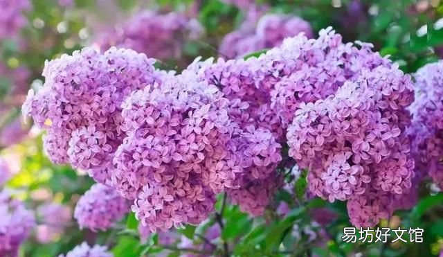 丁香花的唯美十首詩 十首丁香花的優(yōu)美古詩詞賞析