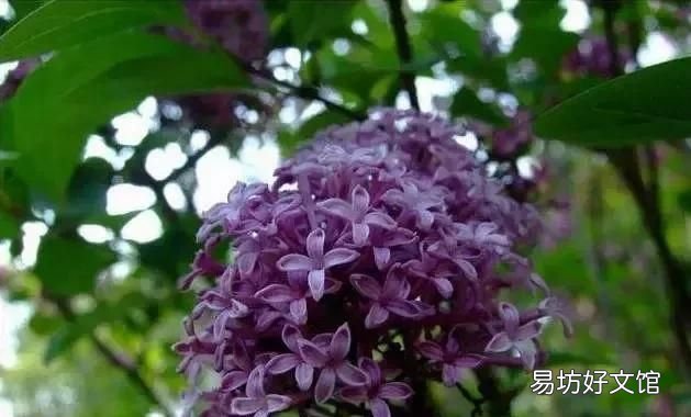 丁香花的唯美十首詩 十首丁香花的優(yōu)美古詩詞賞析