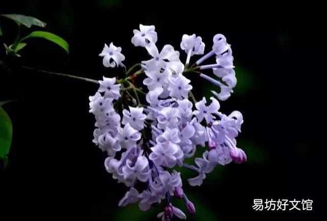 丁香花的唯美十首詩 十首丁香花的優(yōu)美古詩詞賞析