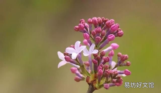 丁香花的唯美十首詩 十首丁香花的優(yōu)美古詩詞賞析