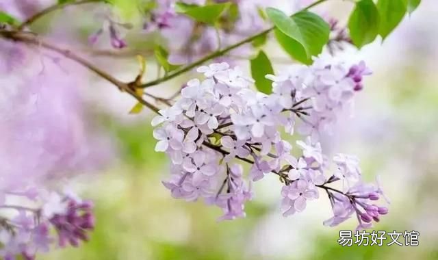丁香花的唯美十首詩 十首丁香花的優(yōu)美古詩詞賞析