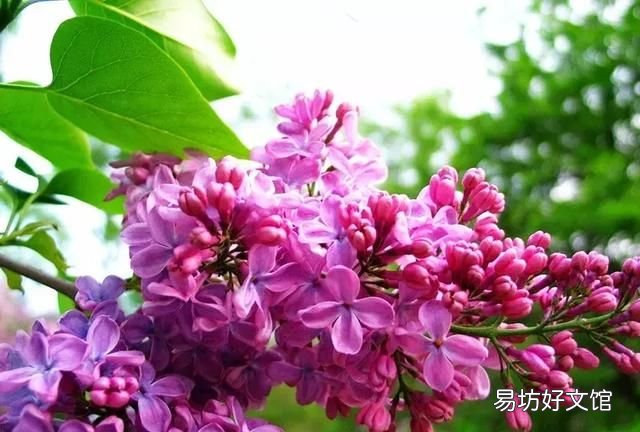丁香花的唯美十首詩 十首丁香花的優(yōu)美古詩詞賞析