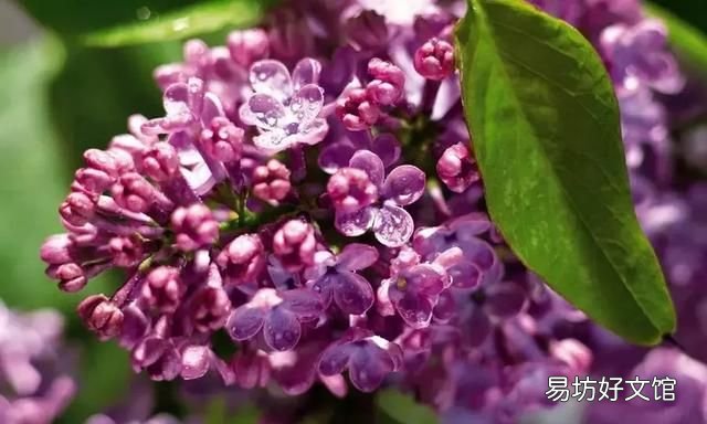 丁香花的唯美十首詩 十首丁香花的優(yōu)美古詩詞賞析