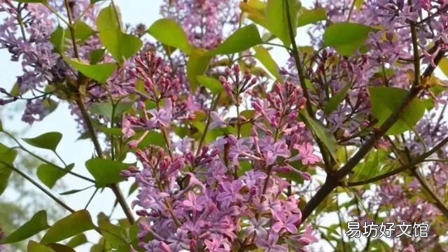 丁香花的唯美十首詩 十首丁香花的優(yōu)美古詩詞賞析