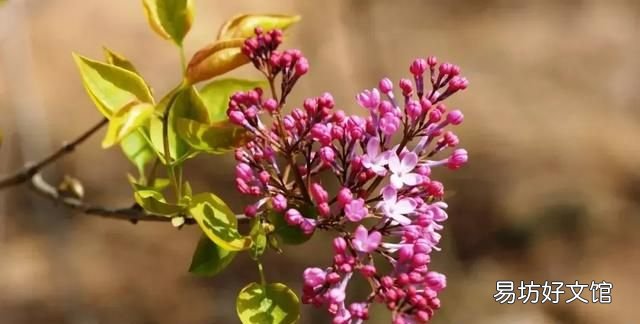 丁香花的唯美十首詩 十首丁香花的優(yōu)美古詩詞賞析
