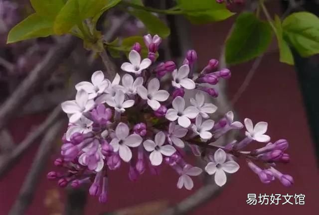 丁香花的唯美十首詩 十首丁香花的優(yōu)美古詩詞賞析
