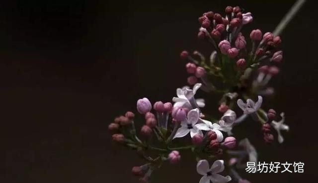 丁香花的唯美十首詩 十首丁香花的優(yōu)美古詩詞賞析