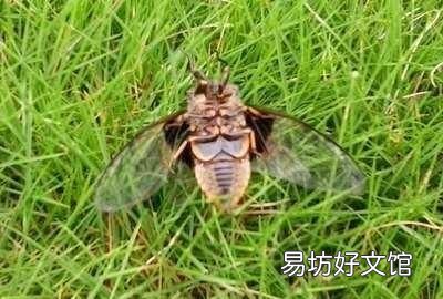 蝉为什么有的会叫 蝉为什么要叫