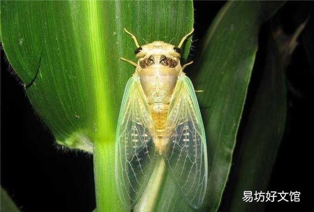 蝉为什么有的会叫 蝉为什么要叫
