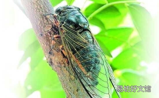 蝉为什么有的会叫 蝉为什么要叫
