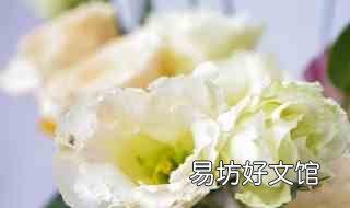 桔梗花干花制作方法图解 桔梗花干花制作方法