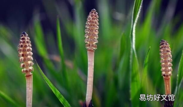 怎么有效的除螨 如何有效的除螨面部