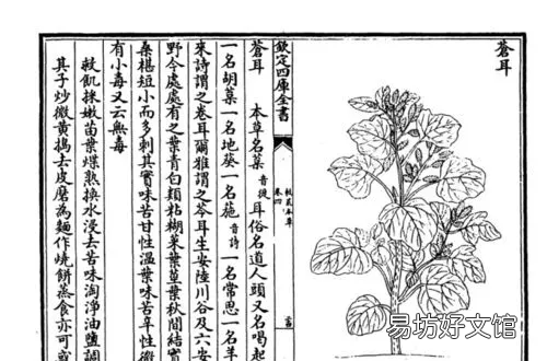 救荒本草是什么代的著作,救荒本草是哪个朝代的人写的