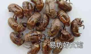 蝉壳的药用价值与功效 蝉壳的药用价值与功效图片