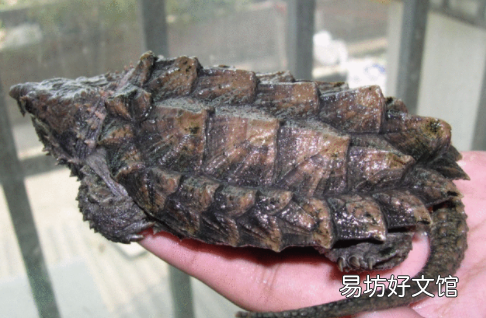 小鱷龜吃什么，鱷龜吃什么食物
