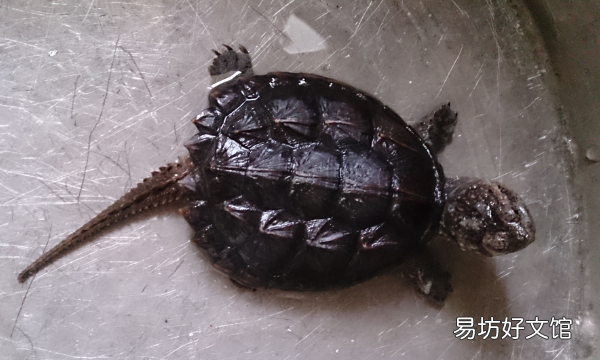 小鱷龜吃什么，鱷龜吃什么食物