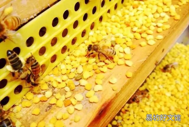 花粉和蜂蜜混合有區別嗎,花粉和蜂蜜誰更好