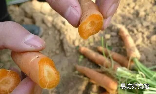 胡萝卜到底算不算水果