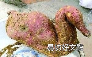 杂粮血糯米粥的制作方法是什么呢