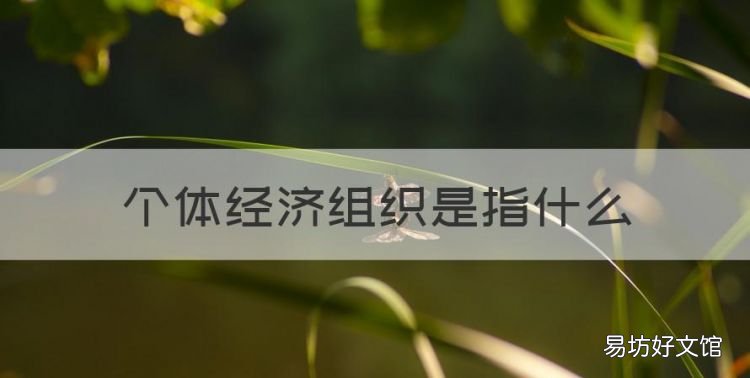 什么叫个体经济组织，个体经济组织是指什么