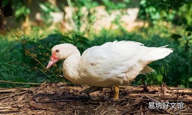 小龙虾前面虾头能吃吗