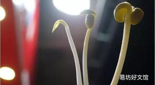 菜市场的五种最毒蔬菜你经常吃吗