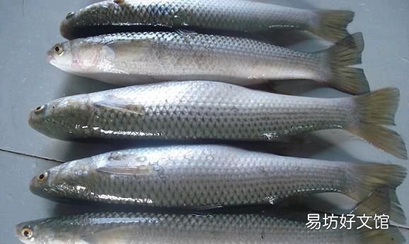 淡水梭魚如何釣,如何淡水釣梭魚