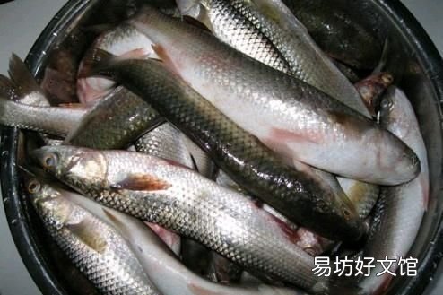 淡水梭魚如何釣,如何淡水釣梭魚