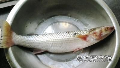 淡水梭魚如何釣,如何淡水釣梭魚