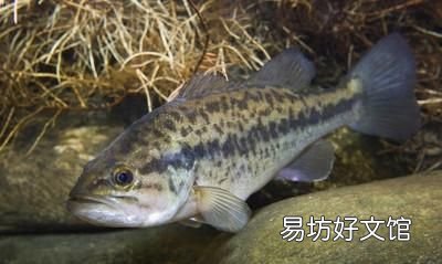 加州鲈出鱼时一刮上岸就死 加州鲈出鱼注意事项