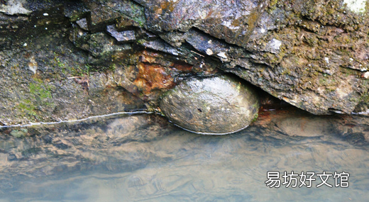 贵州崖壁现大量石头蛋,贵州梵净山崖壁