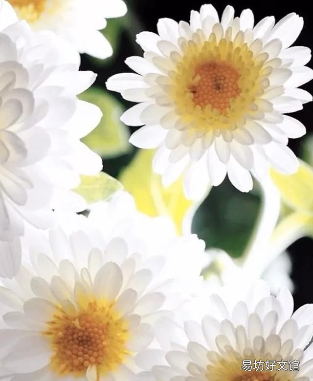 重阳节有哪些诗词