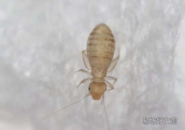 床上有书虱怎样彻底清除