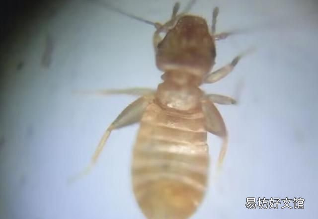床上有书虱怎样彻底清除
