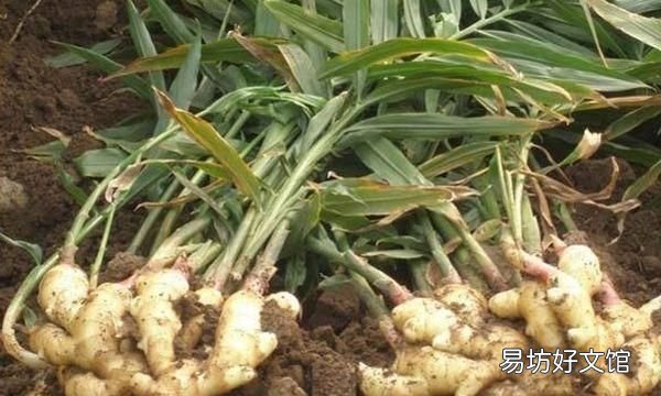大姜催芽中长白毛是怎么了,大姜催芽长白毛了怎么解决