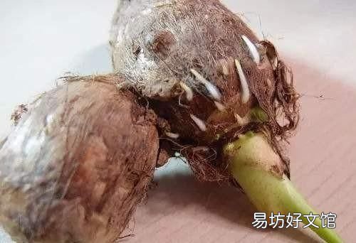 大姜催芽中长白毛是怎么了,大姜催芽长白毛了怎么解决
