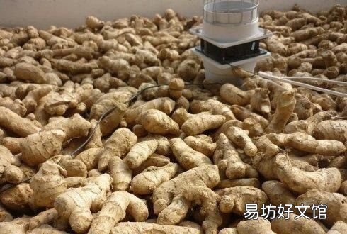 大姜催芽中长白毛是怎么了,大姜催芽长白毛了怎么解决