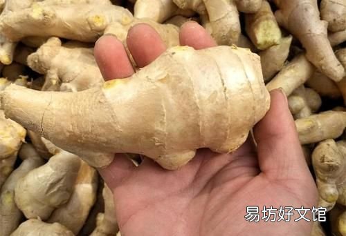 大姜催芽中长白毛是怎么了,大姜催芽长白毛了怎么解决
