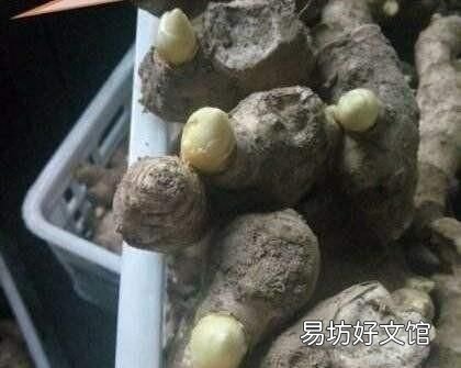 大姜催芽中长白毛是怎么了,大姜催芽长白毛了怎么解决