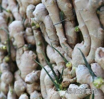 大姜催芽中长白毛是怎么了,大姜催芽长白毛了怎么解决