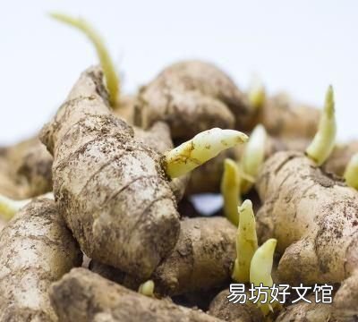 大姜催芽中长白毛是怎么了,大姜催芽长白毛了怎么解决