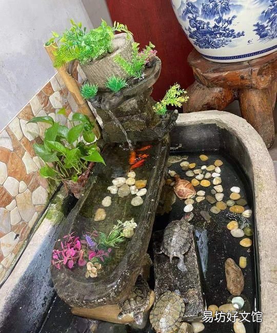 巴西龟有几种烹饪方法