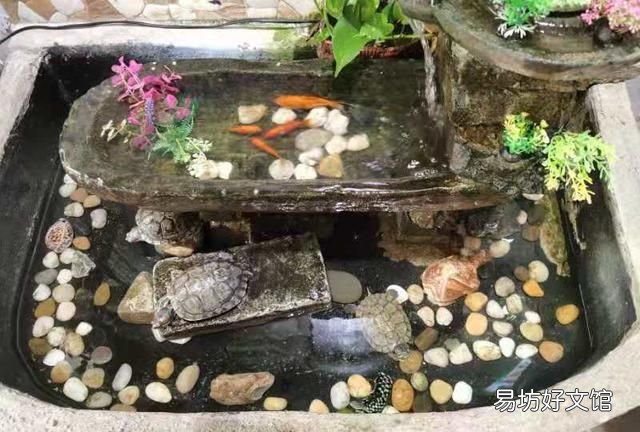 巴西龟有几种烹饪方法