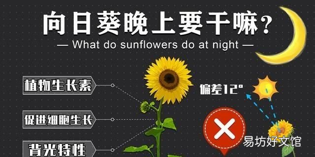 请问朋友们,向日葵为什么会围着太阳转呢