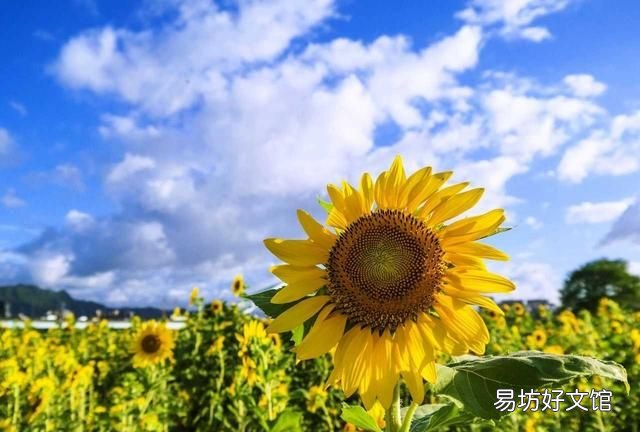 请问朋友们,向日葵为什么会围着太阳转呢
