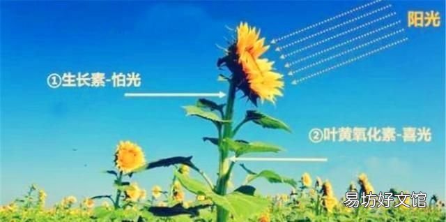请问朋友们,向日葵为什么会围着太阳转呢