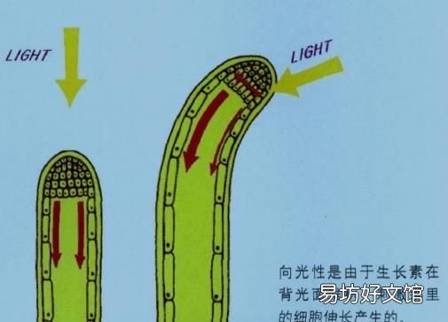 请问朋友们,向日葵为什么会围着太阳转呢