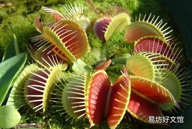 请问朋友们,向日葵为什么会围着太阳转呢